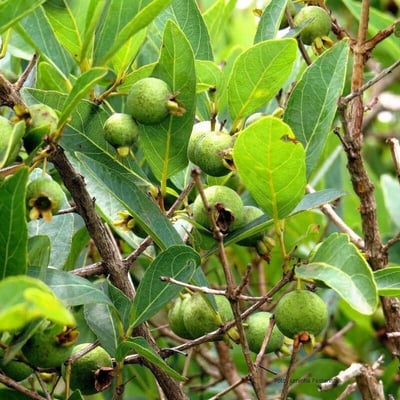 Campomanesia adamantium — fruit