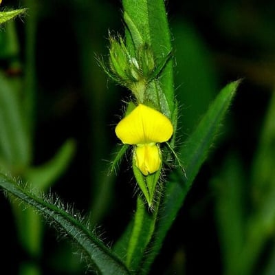 Crotalaria sagittalis — flower