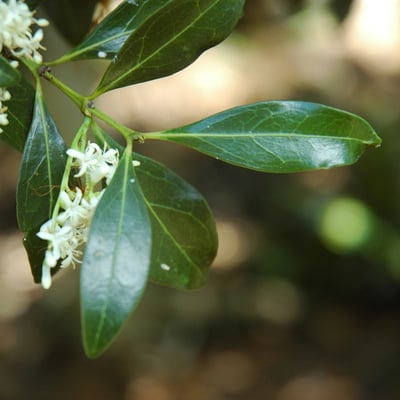 Psydrax odorata — leaf