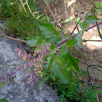 Ocimum tenuiflorum — flower
