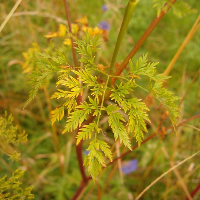 Chaerophyllum bulbosum — flower