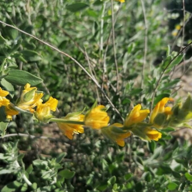 Anthyllis cytisoides — flower