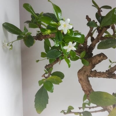 Randia aculeata — flower