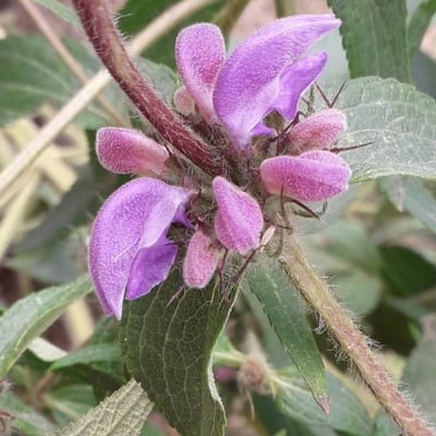 Phlomis herba-venti — flower