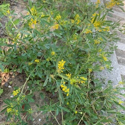 Melilotus sulcatus — flower