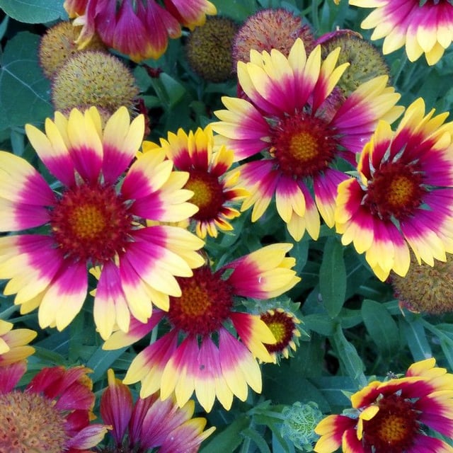 Gaillardia aristata — flower