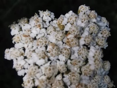 Cream flowered sneezewort