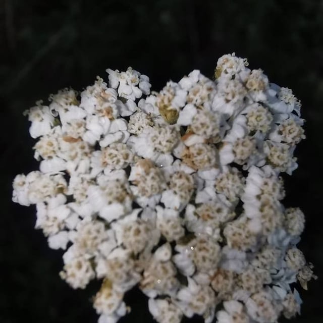Cream flowered sneezewort