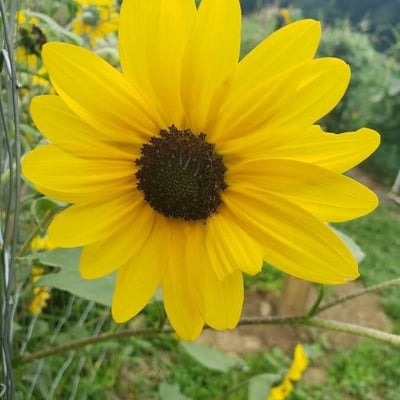 Helianthus petiolaris — flower
