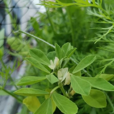 Trigonella foenum-graecum — flower