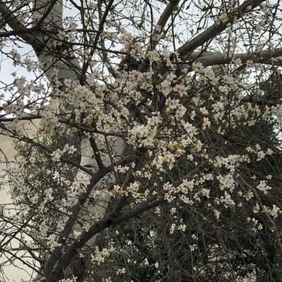 Prunus dulcis — flower