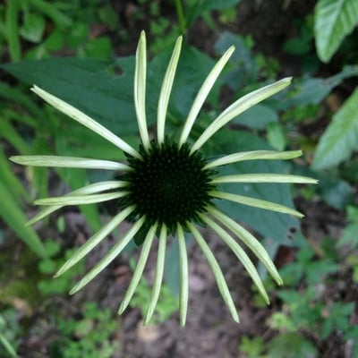 Echinacea purpurea — flower