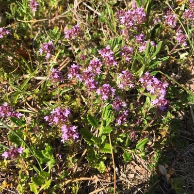 Thymus serpyllum — flower