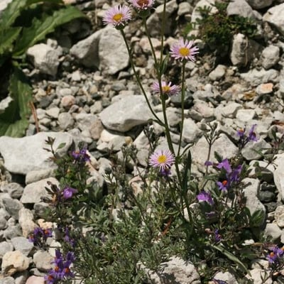 Erigeron alpinus — flower