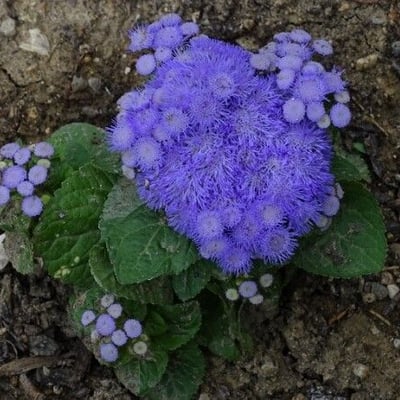 Ageratum houstonianum — flower