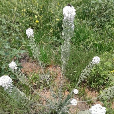 Lepidium hirtum — flower