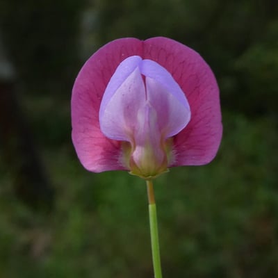 Lathyrus clymenum — flower
