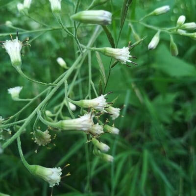 Parasenecio hastatus — flower