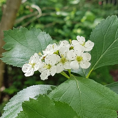 Crataegus douglasii — flower