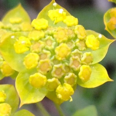 Bupleurum ranunculoides — flower