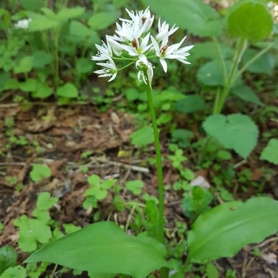 Allium ursinum — flower