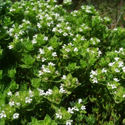 Thymus capitellatus — habit