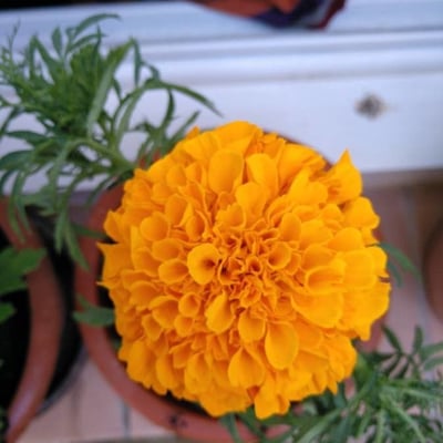 Tagetes erecta — flower