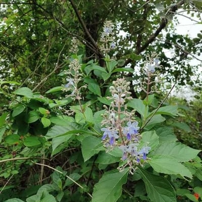 Rotheca serrata — flower