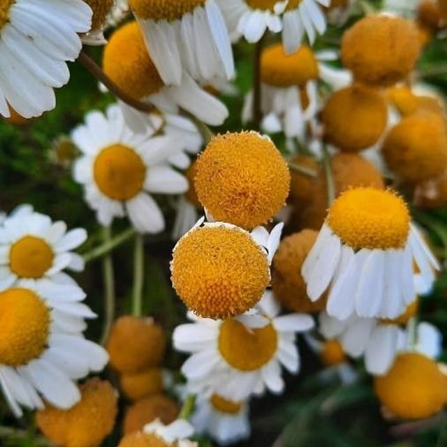Tripleurospermum maritimum — flower