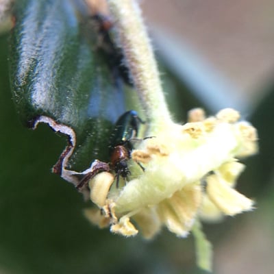 Cercocarpus montanus — flower
