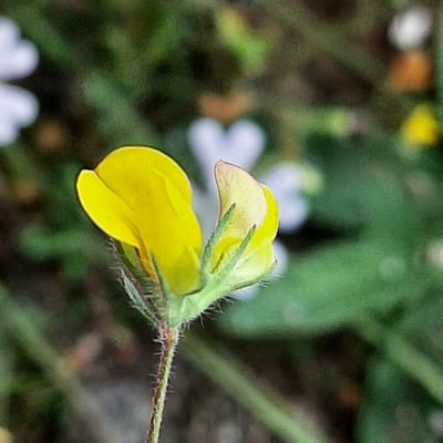 Lotus angustissimus — flower
