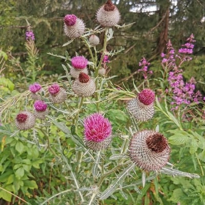 Cirsium eriophorum — flower