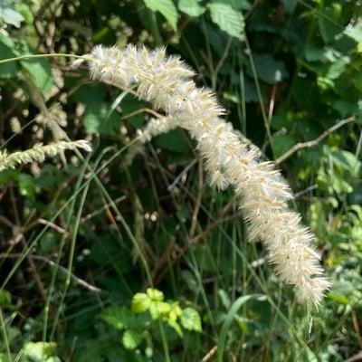 Melica ciliata — flower