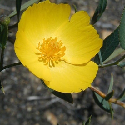 Dendromecon rigida — flower