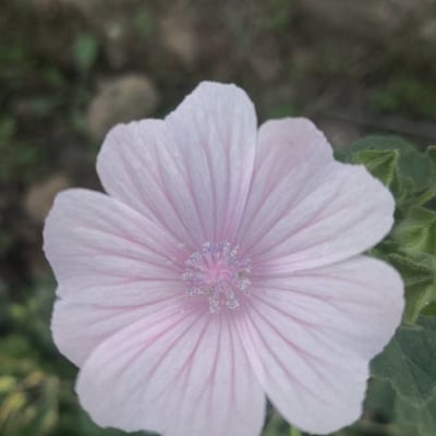Malva hispanica — flower
