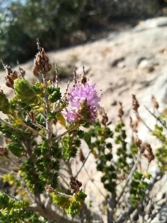 Mediterranean wild thyme