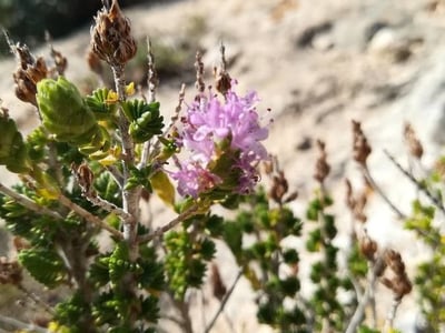 Mediterranean wild thyme