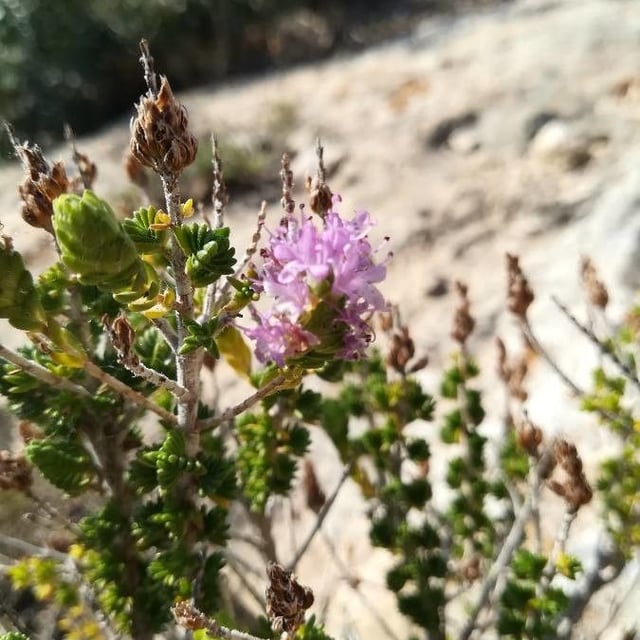 Thymbra capitata — flower