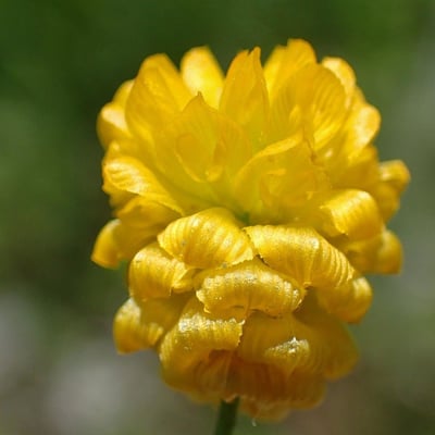 Trifolium campestre — flower