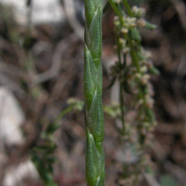 Crucianella latifolia — flower