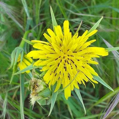 Tragopogon dubius — flower