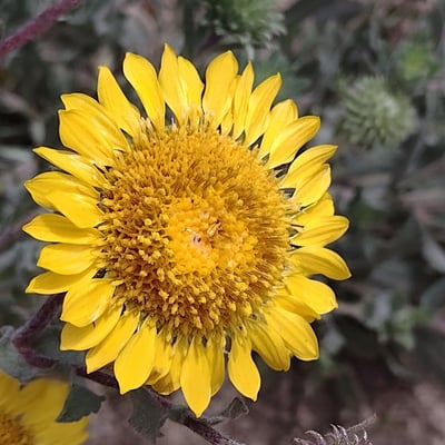 Grindelia hirsutula — flower