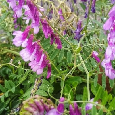 Vicia tenuifolia — flower