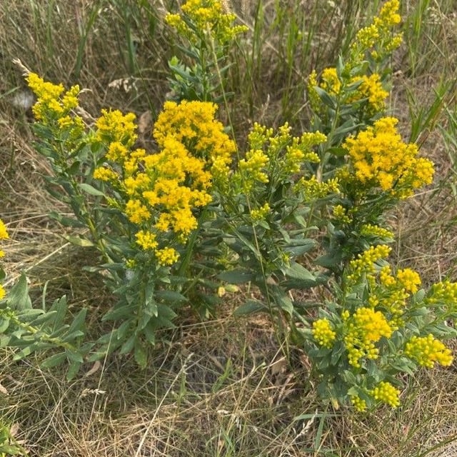 Solidago rigida — flower