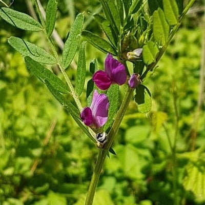 Vicia lathyroides — flower