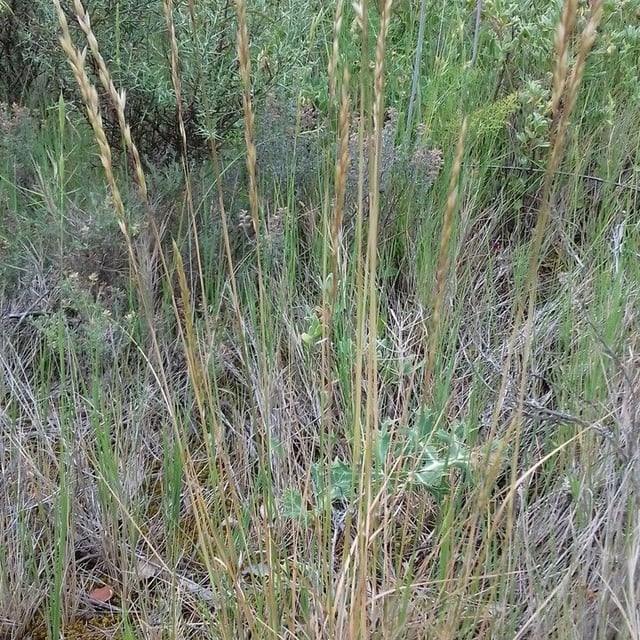 Ehrharta calycina — leaf