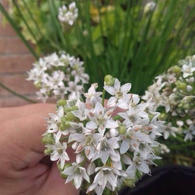 Allium canadense — flower