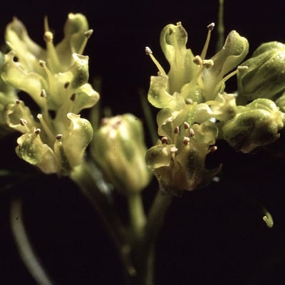 Ruta montana — flower