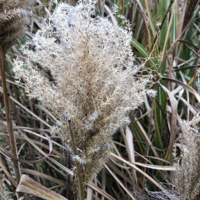 Miscanthus sinensis — flower