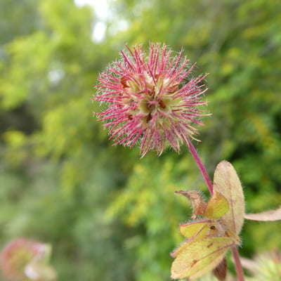 Trifolium lappaceum — flower